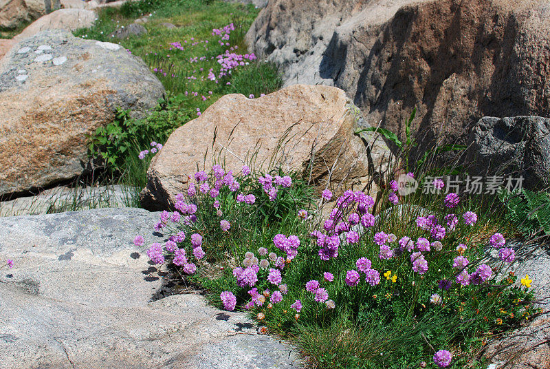 岩石间的节俭(Armeria maritima)